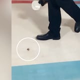 Cucaracha “glamorosa” se mete entre los artistas de MET Gala