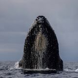 Ballenas jorobadas causan sensación en ruta a reproducirse