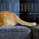 ¡Miau! Con video desde el espacio: el gato más famoso en la Tierra