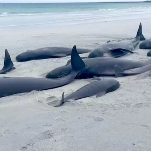 Devastador hallazgo en la playa: 77 ballenas aparecen muertas