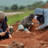 Increíble hallazgo: enorme fósil de dinosaurio sale a la luz en Brasil