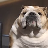 Polémica predicción de famosa perra sobre Trump