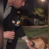 Perro muerde a periodista en vivo