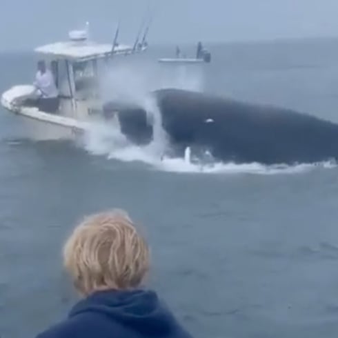 Pescadores salen expulsados por impresionante salto de ballena