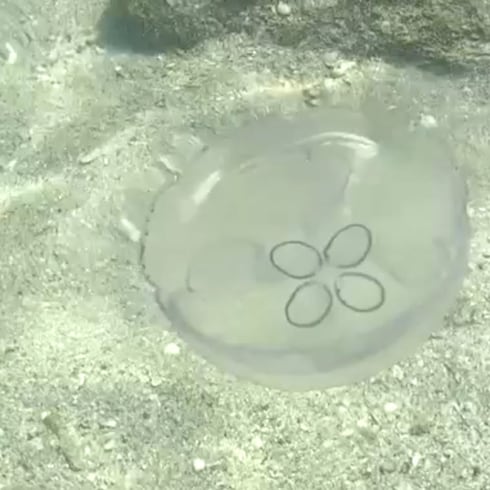 Increíble avistamiento de medusas en Boquerón