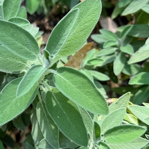 Esta planta tiene propiedades extraordinarias: ¿qué es y cómo ayuda tu salud?