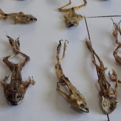 Insólito: ranas muertas eran vendidas como “el viagra de los incas” de Perú