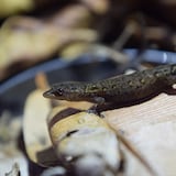 Descubren especie de reptil en Puerto Rico