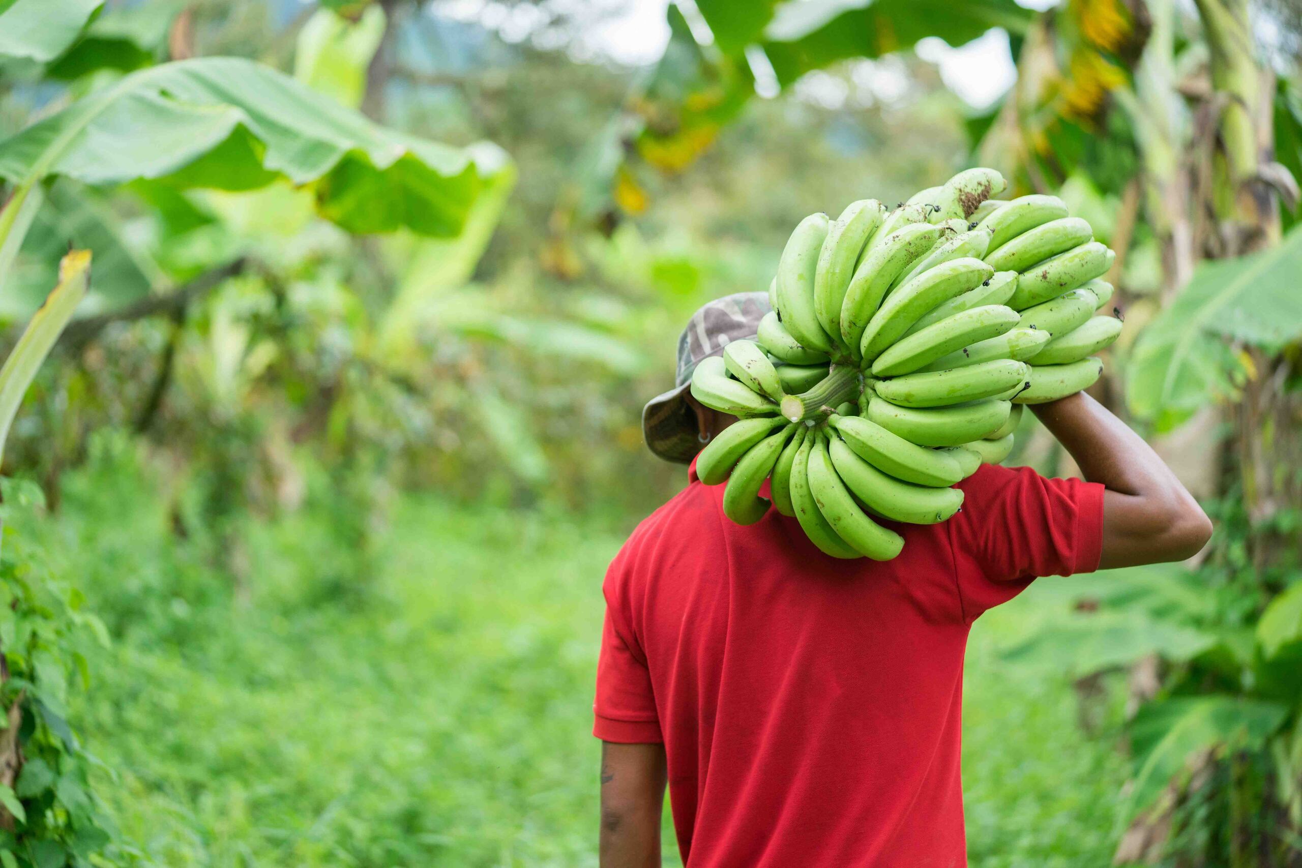 Al presente, agricultores de distintas áreas geográficas entregan a prácticamente todas las tiendas de Selectos a través del programa Agro Selectos, establecido hace más de tres años. (archivo)