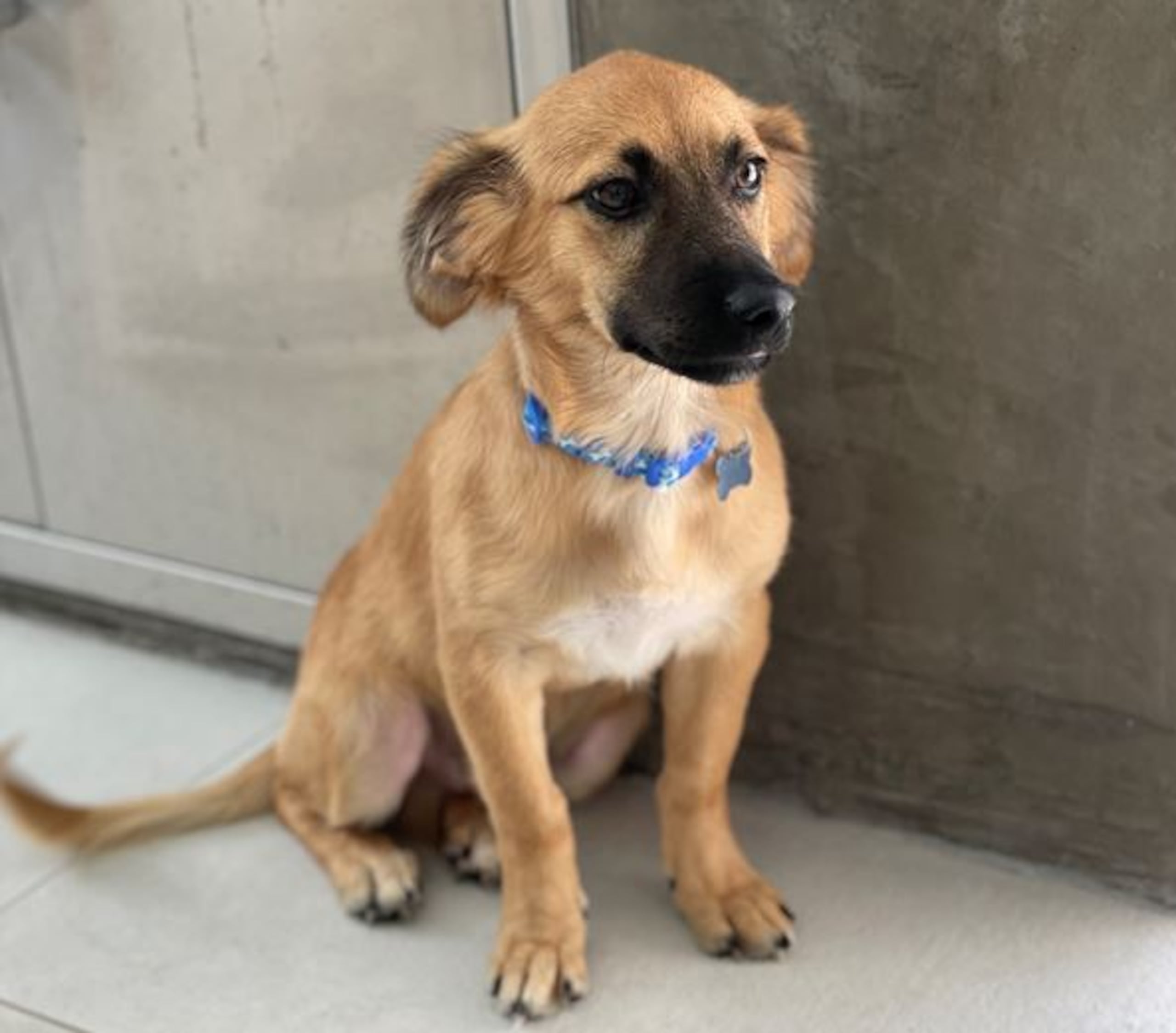 Ofelio es el nuevo perrito rescatado, de solo cuatro meses, que se integra a la familia Bernier Fuentes.