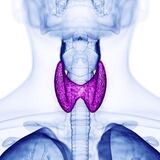 Problemas de tiroides: los más comunes en la isla