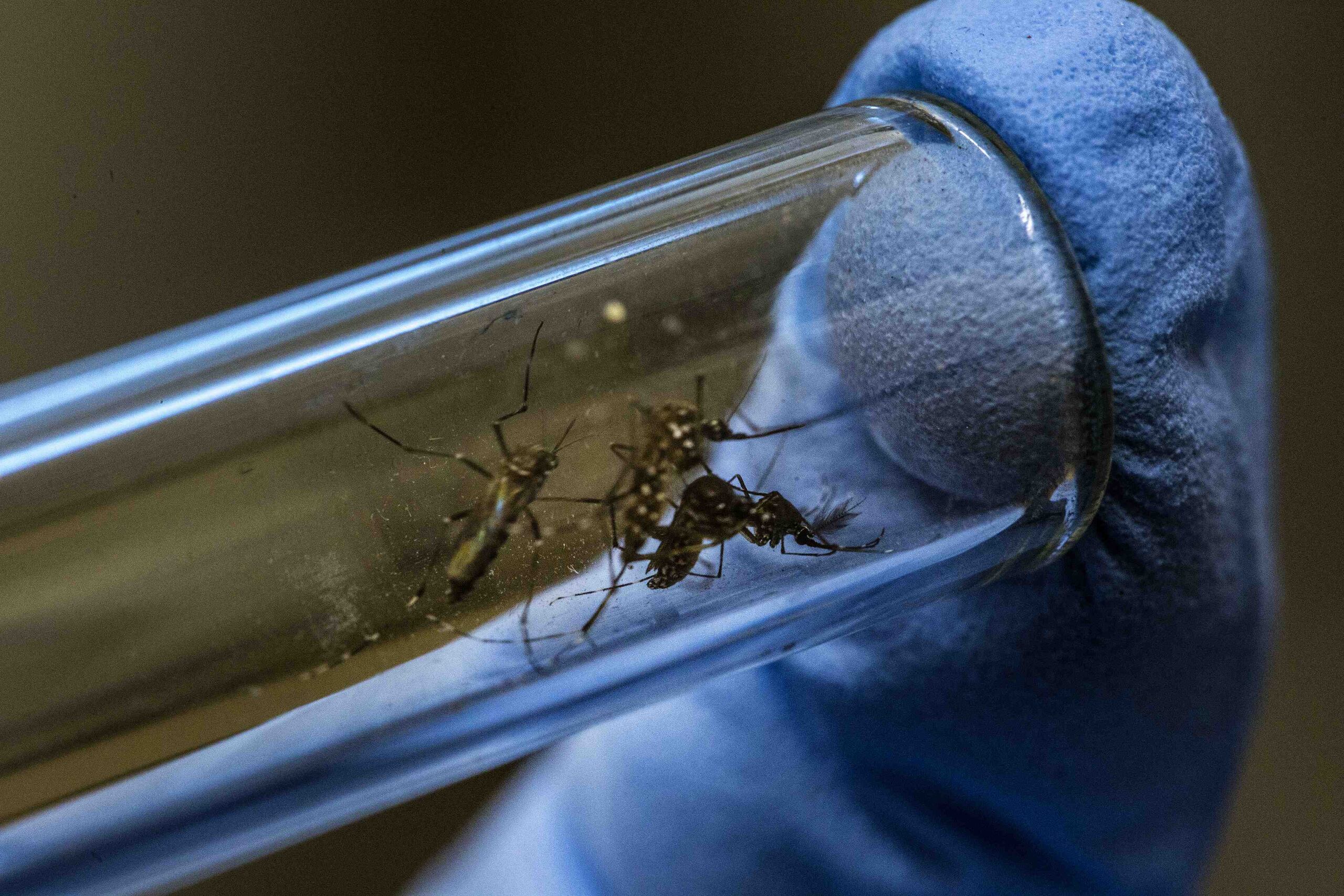 El mosquito es una versión modificada genéticamente del “Aedes aegypti”, el vector del zika, el dengue y el chikungunya, con el que ya se han hecho pruebas en Brasil y Panamá. (Dado Galdieri / Bloomberg)