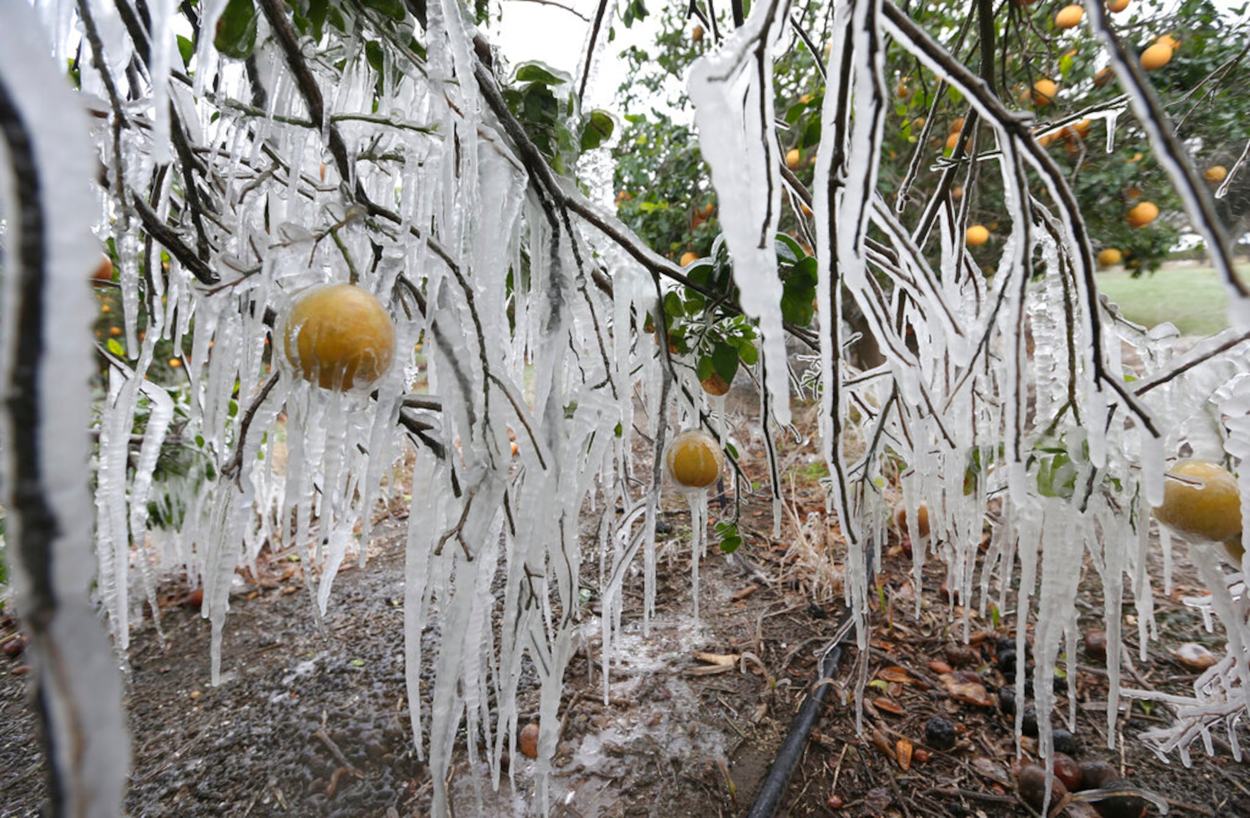 En Edinburg, Texas, se formaron carámbanos en un árbol de cítricos a partir de un sistema de rociadores utilizado para proteger las plantas de las heladas temperaturas.