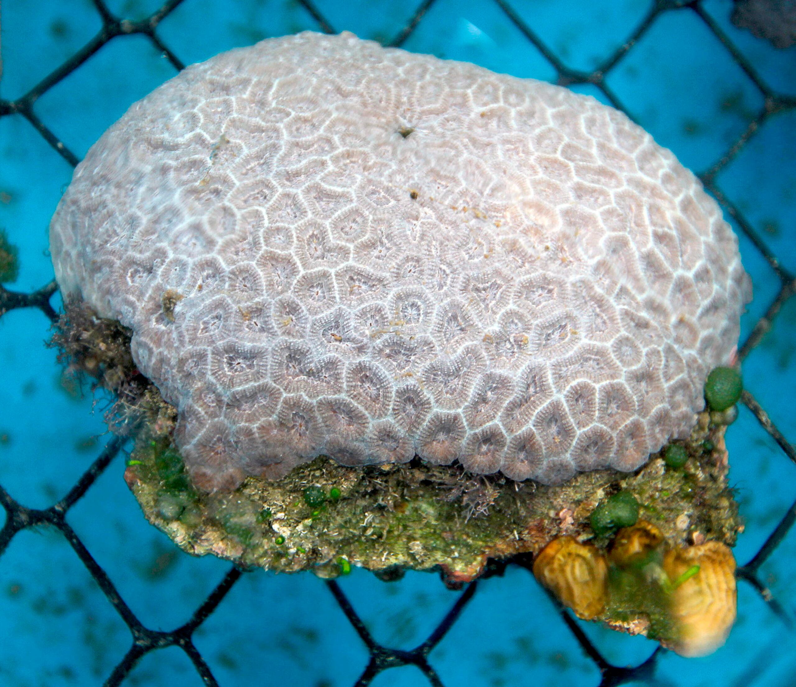 Vista de unos corales en Mesocosmo Marino, un laboratorio intermediario entre un acuario y un experimento en condiciones naturales construido por la ONG Coral Vivo, en las playas de Arraial d'Ajuda, en Bahía (nordeste de Brasil), frente a un importante arrecife coralino.