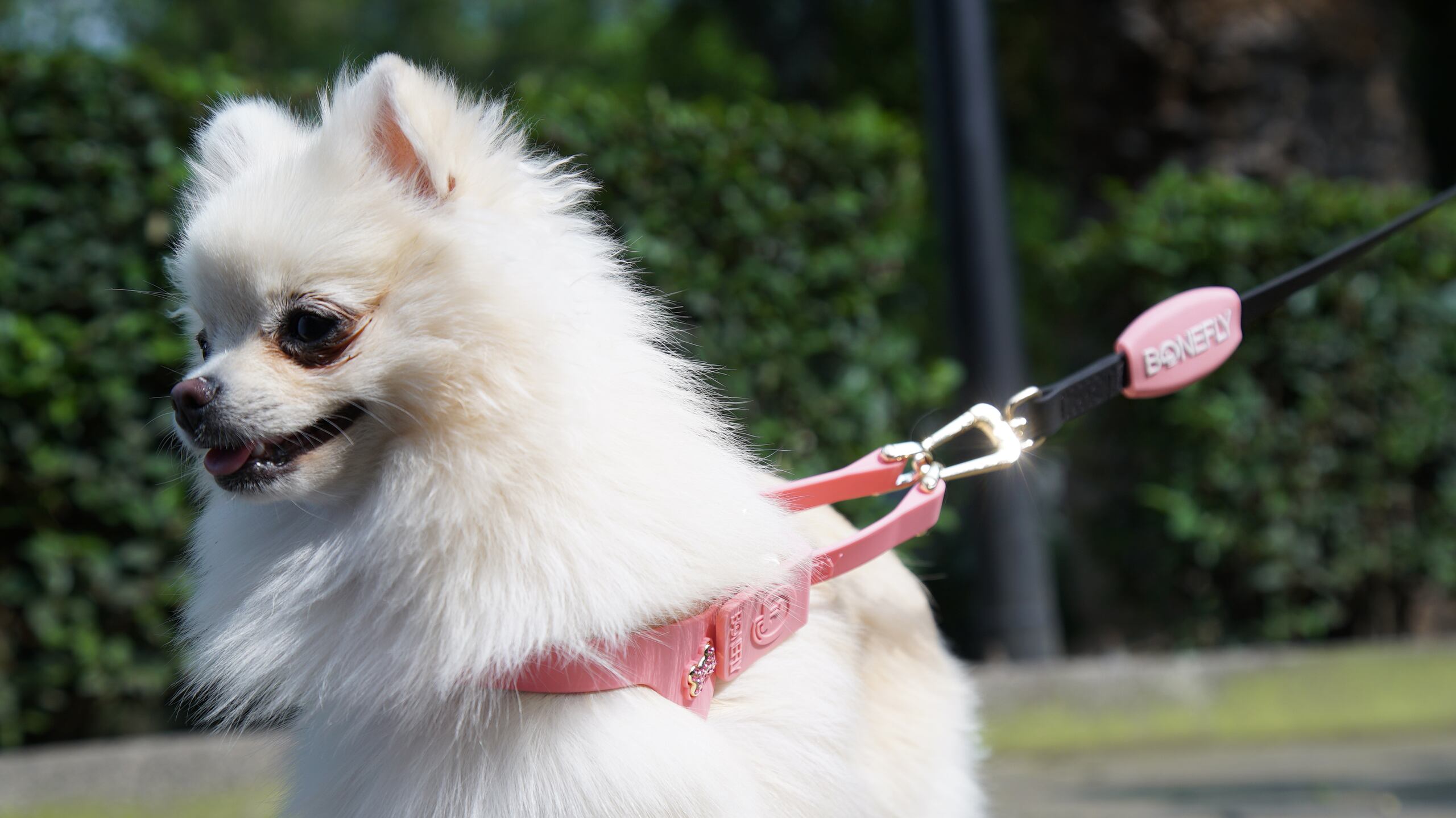 ¡A la moda! No hay nada más tierno que regalar a tu adorada mascota un collar, una cadena o un arnés que refleje su personalidad.