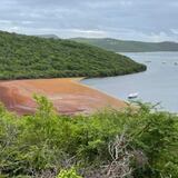 Sargazo se apodera de la playa Flamenco en Culebra