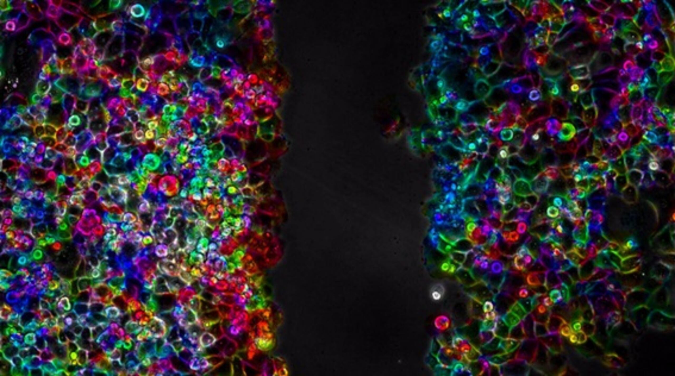 Las investigadoras observaron también cierta inhibición en los procesos de proliferación celular, y en la actualidad los están analizando en otros experimentos en los laboratorios.