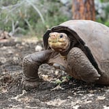 Buscan parientes de Fernanda, la tortuga de Galápagos que se creía extinta 