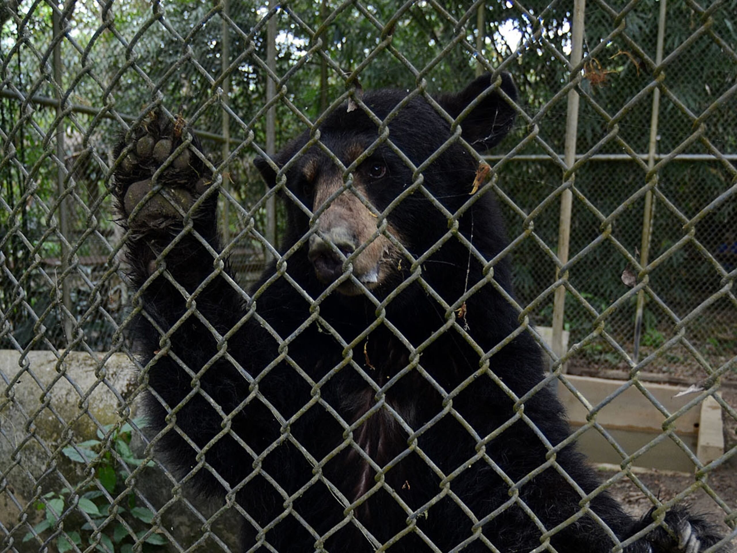 Imagen de archivo del 2012 de la osa Nina, que fue recuperada zoológico el Arca de Noé en Camuy y trasladada al zoológico de Puerto Rico en Mayagüez.