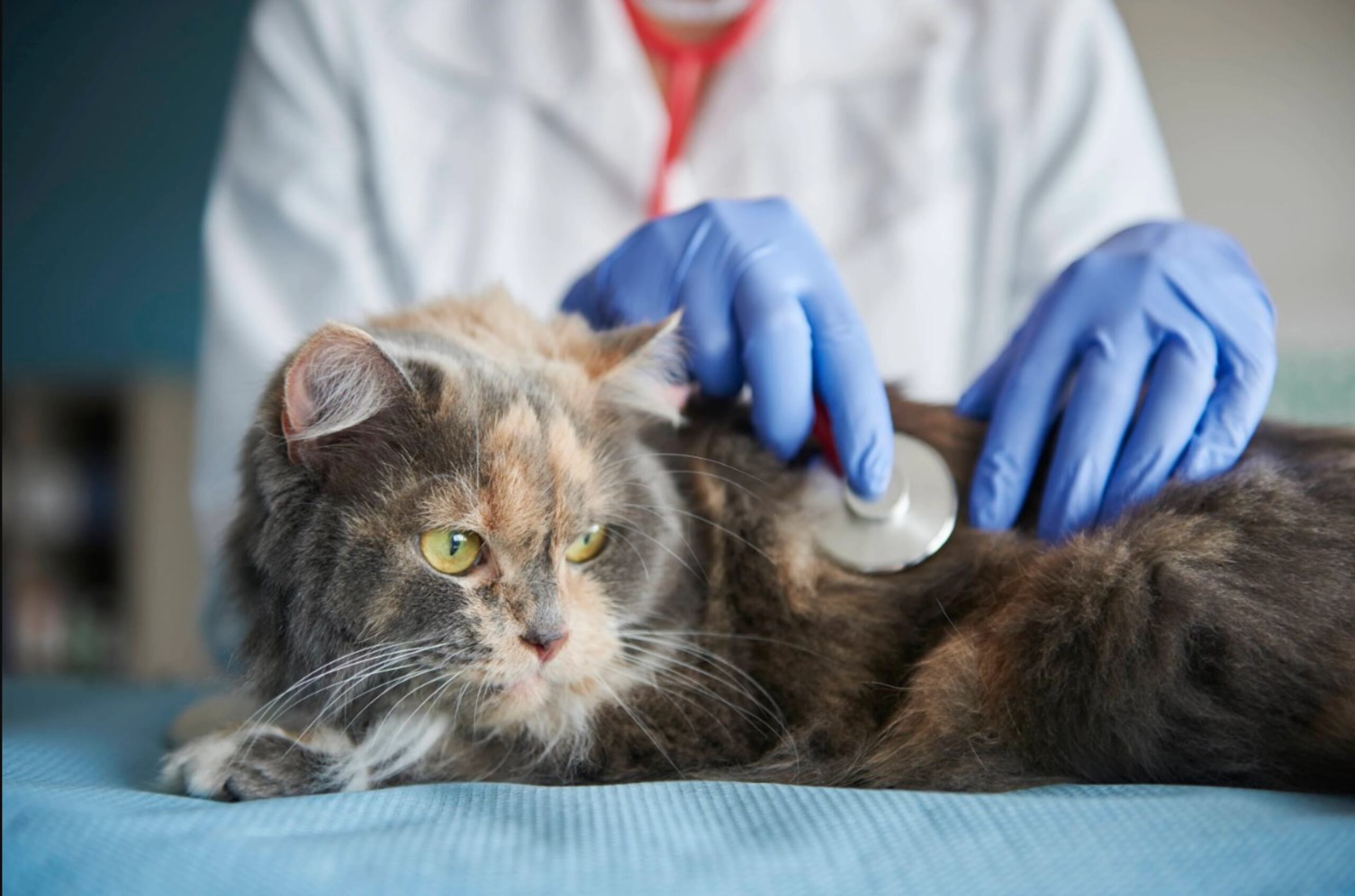 Préstale particular atención a tu mascota ahora en febrero, cuando se observa el Mes de la Salud Felina.