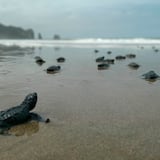 Saludable reproducción de tortugas golfinas