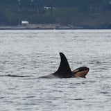 Estados Unidos aprueba reducir pesca de salmón para ayudar a orcas