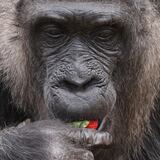 La gorila más vieja del mundo cumple 66 años en el zoo de Berlín