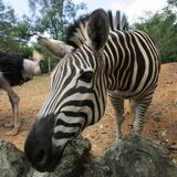 Truenan contra acuerdo para no investigar delitos en el zoológico de Mayagüez