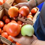 Pa’ gozar este wikén: Festival del tomate y más