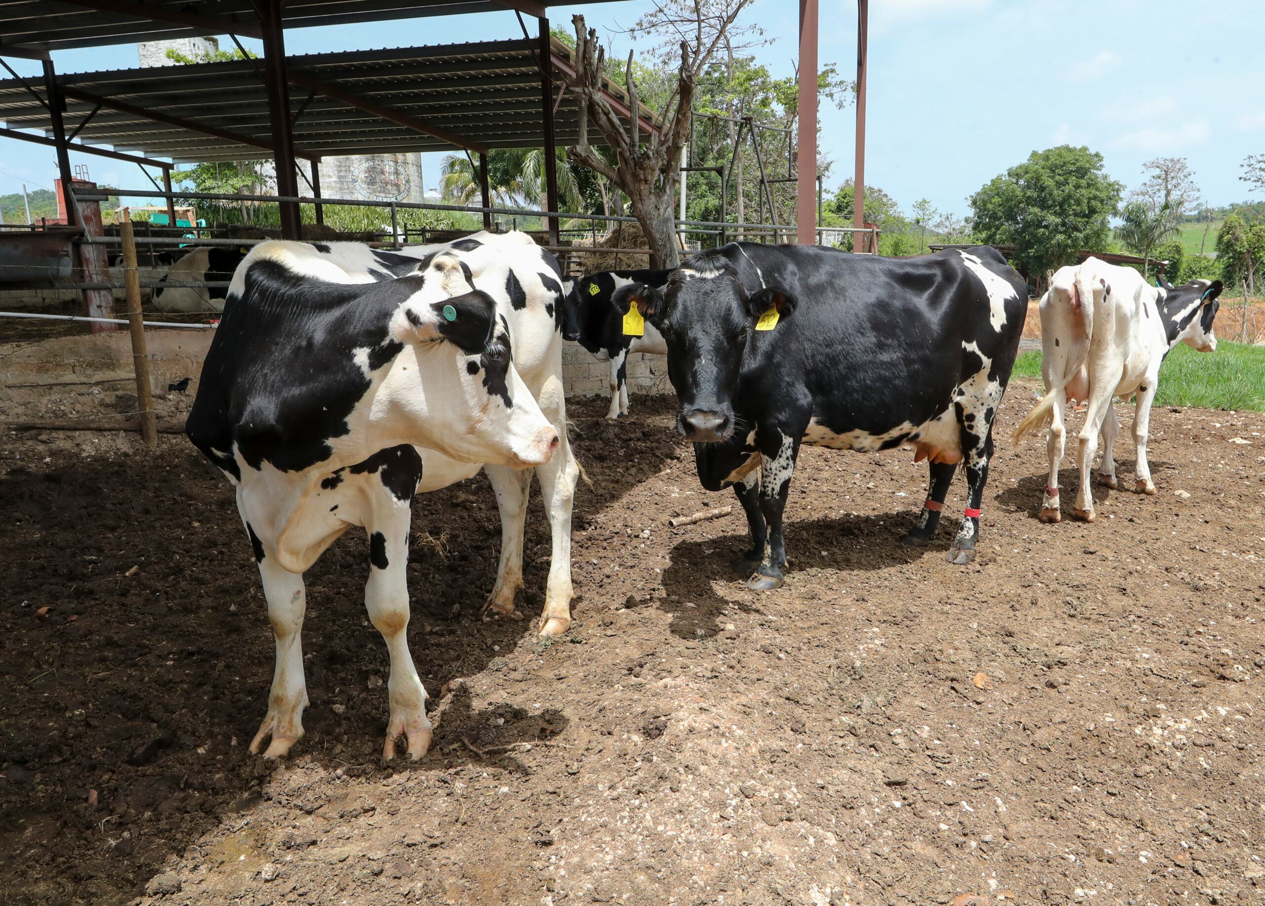 Las vacas que suplen la leche para los productos de De la Crema pertenecen a las fincas Hatillo Dairy y Rejo Inc.