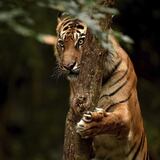 Tigre mata a trabajadora de zoológico en Chile