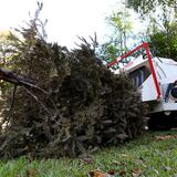 Puedes llevar tu árbol de Navidad natural a reciclar en la UPR 