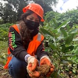 Estudiantes aprenden sobre el bosque y su manejo en El Yunque