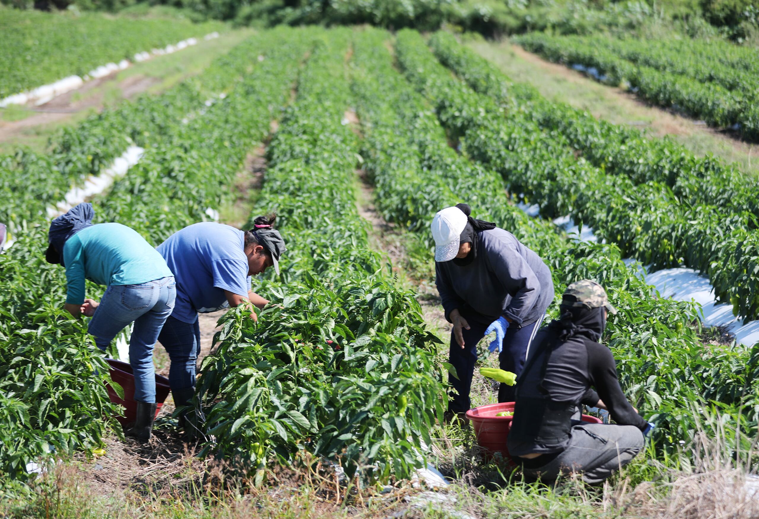 Hay fondos federales dirigidos a atender el impacto económico que tuvo la pandemia en el sector de cultivos tradicionales.