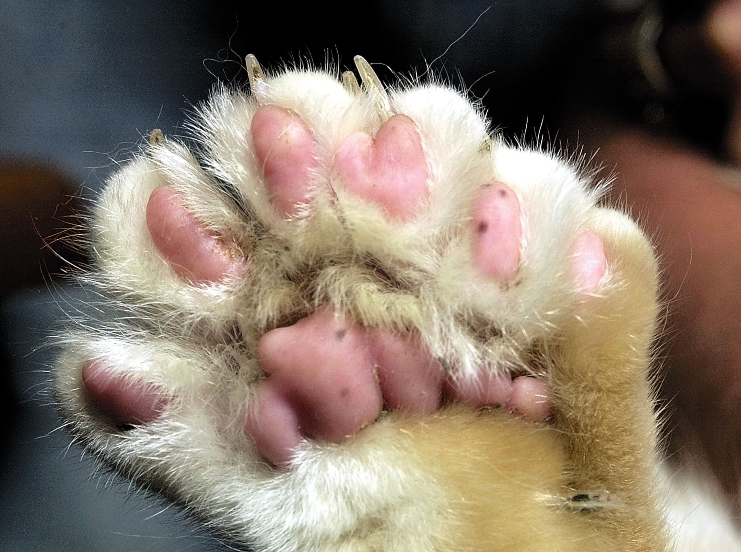 Aunque exótico, este no sería el primer ni el único caso en el que menores de edad acuden a un comportamiento animal para relacionarse con los demás. Perros, zorros y gatos, son algunos de los animales con los que niñas australianas han decidido identificarse.