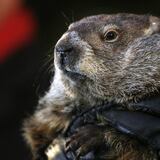 Marmota Phil “predice” seis semanas más de invierno en Estados Unidos 