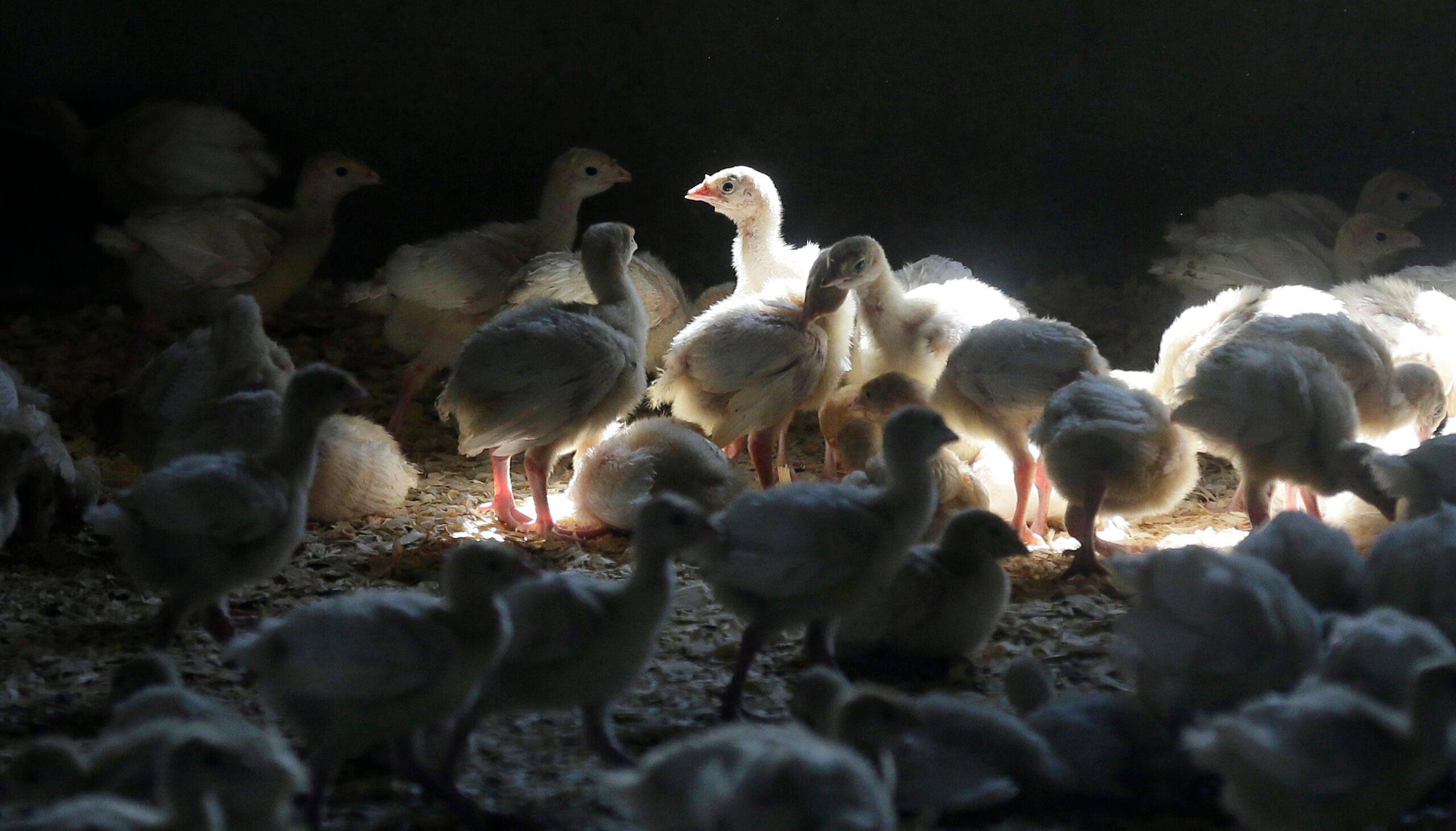 El contagio de la enfermedad se atribuye en gran medida a los excrementos o las secreciones nasales de las aves silvestres infectadas, como patos y gansos, que pueden contaminar el polvo y el suelo.