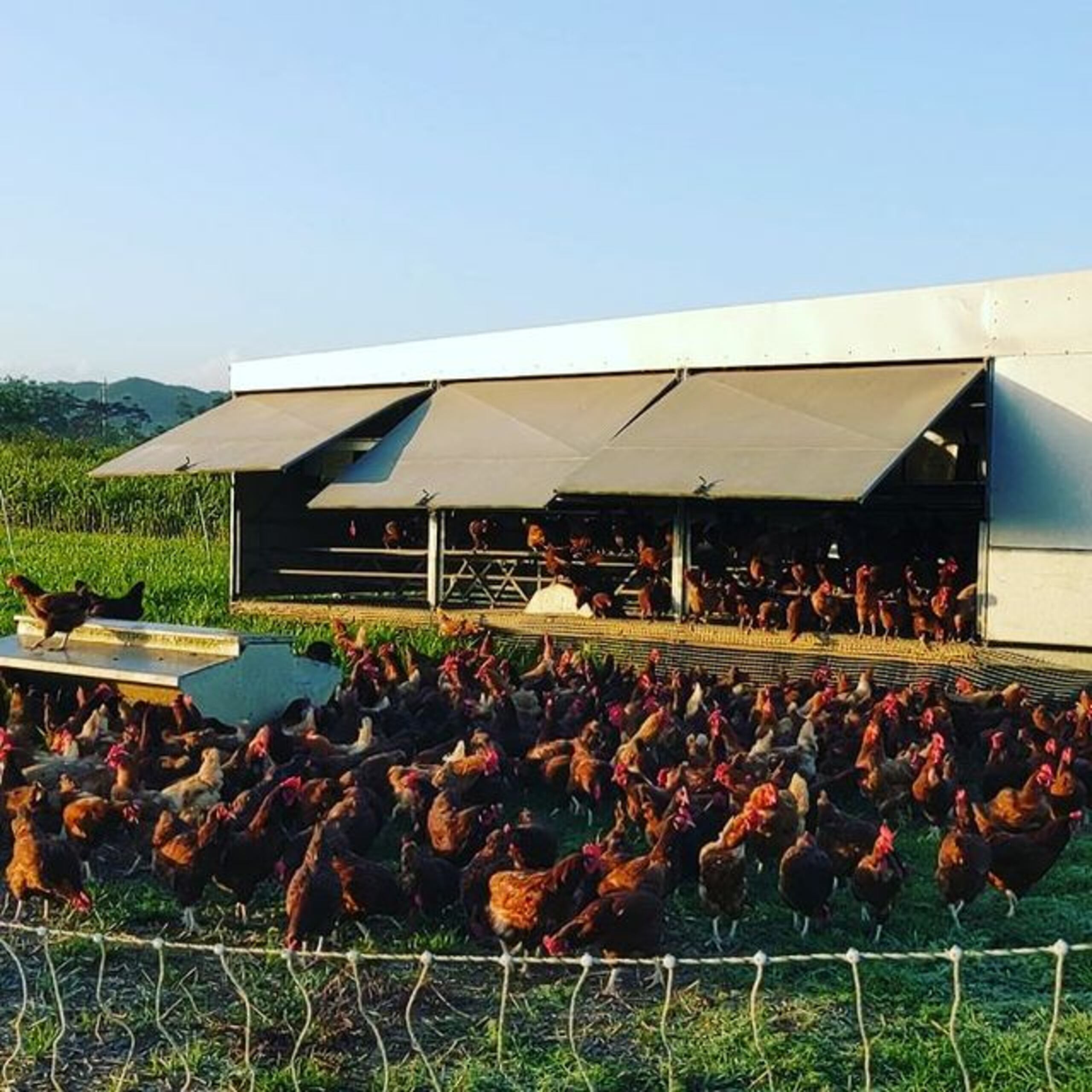 La finca cuenta con unos carretones donde se protegen las gallinas de la lluvia y el sol que nos abiertos y móviles, por lo que las aves siempre están sobre un terreno limpio y lleno de hierbas y alimentos.