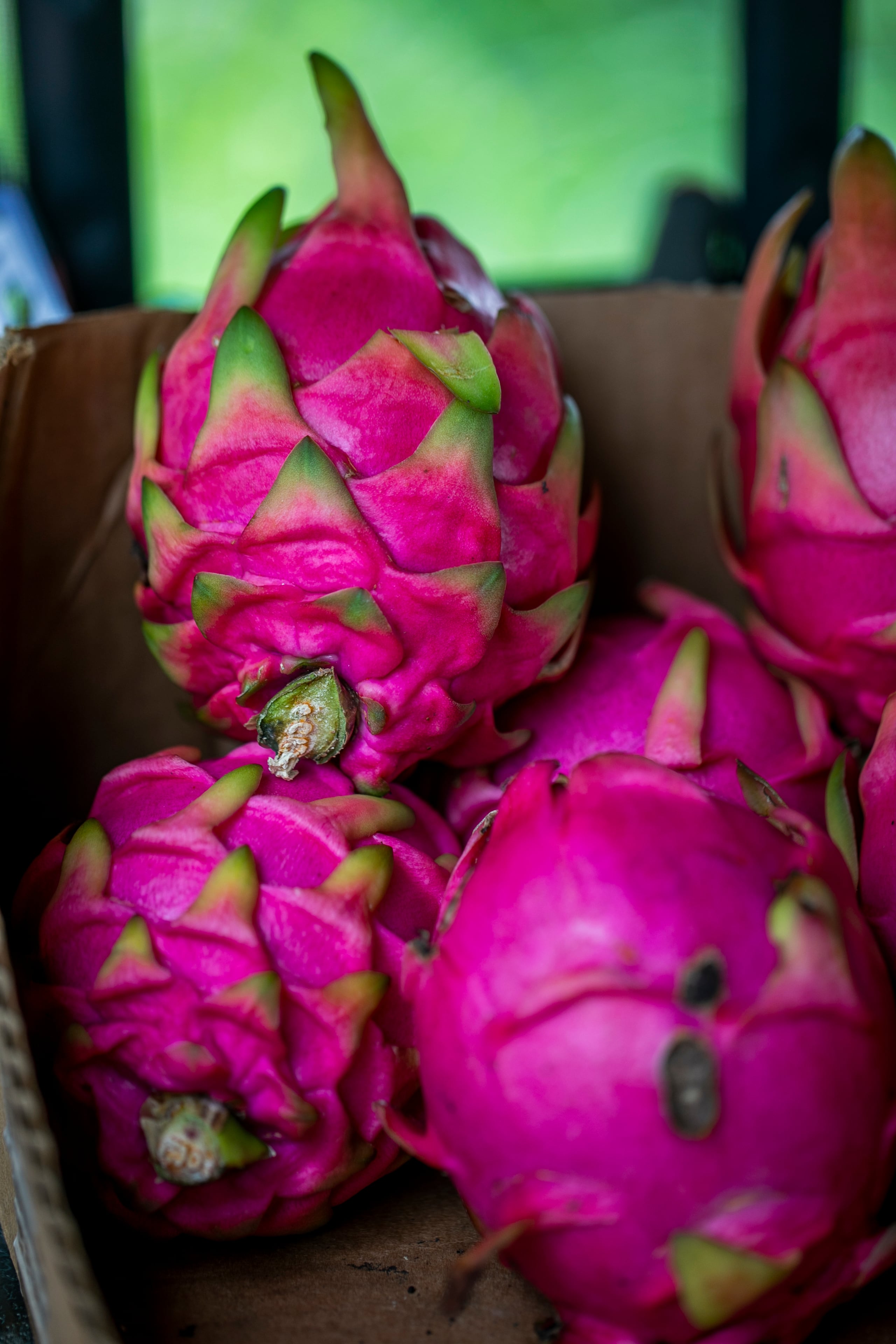 Pitahayas, también conocidas como "dragon fruit". 