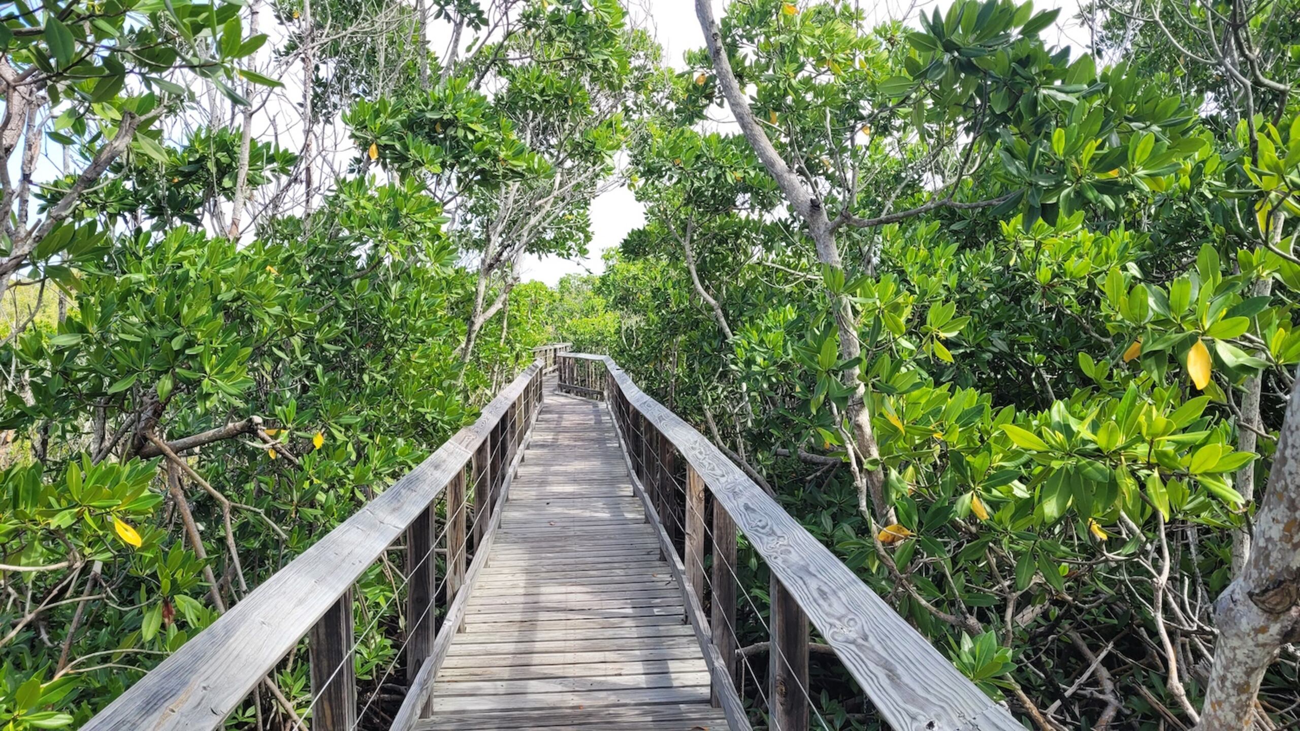 Paseo tablado Cabezas de San Juan, Fajardo