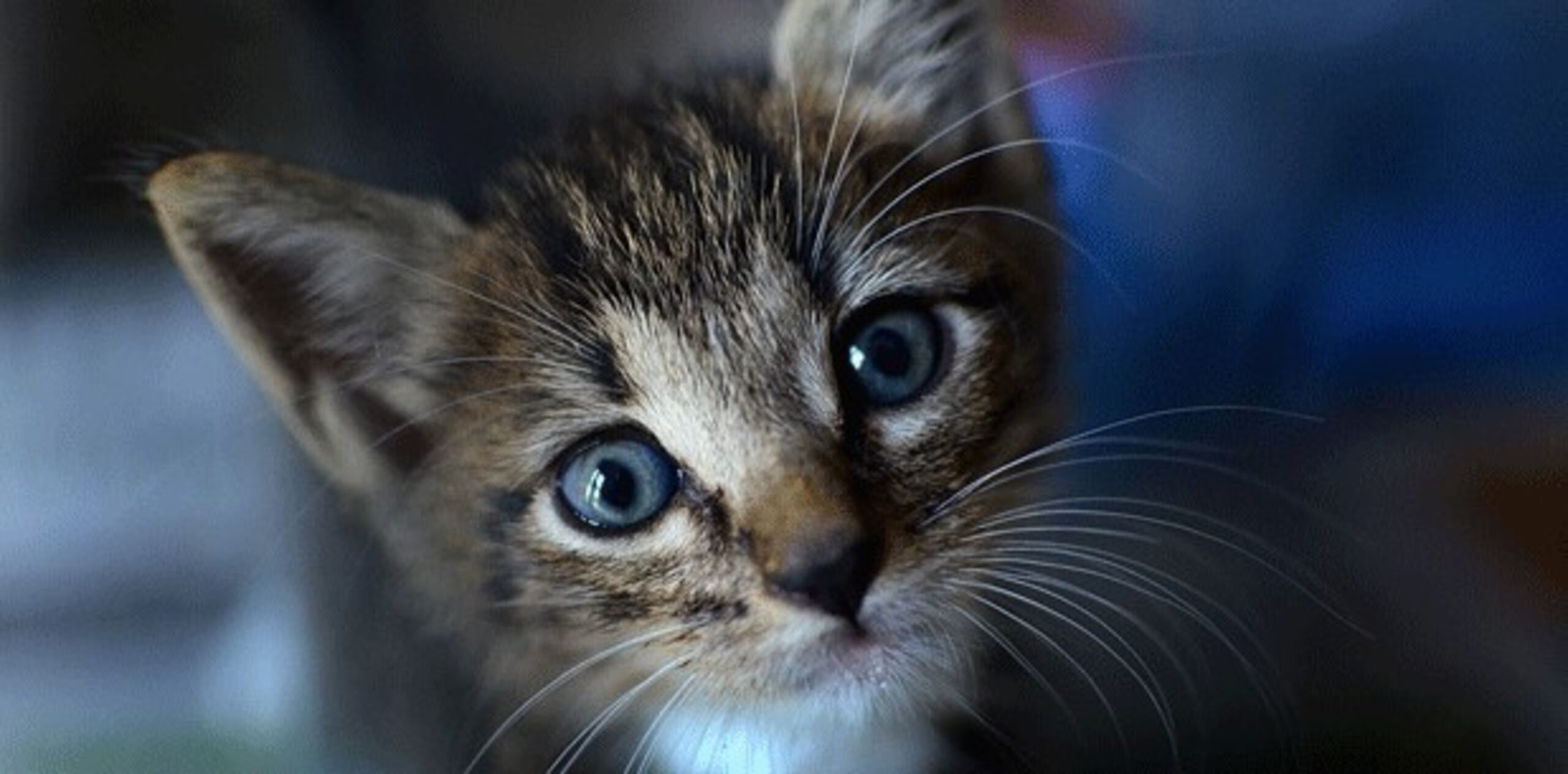 La semana pasada la policía detuvo el camión que transportaba tres toneladas de gatos apretujados en canastas de bambú. (Archivo)