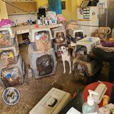 Acusan a hombre por mantener a más de 100 perros y gatos en condiciones deplorables dentro de su casa en Yauco