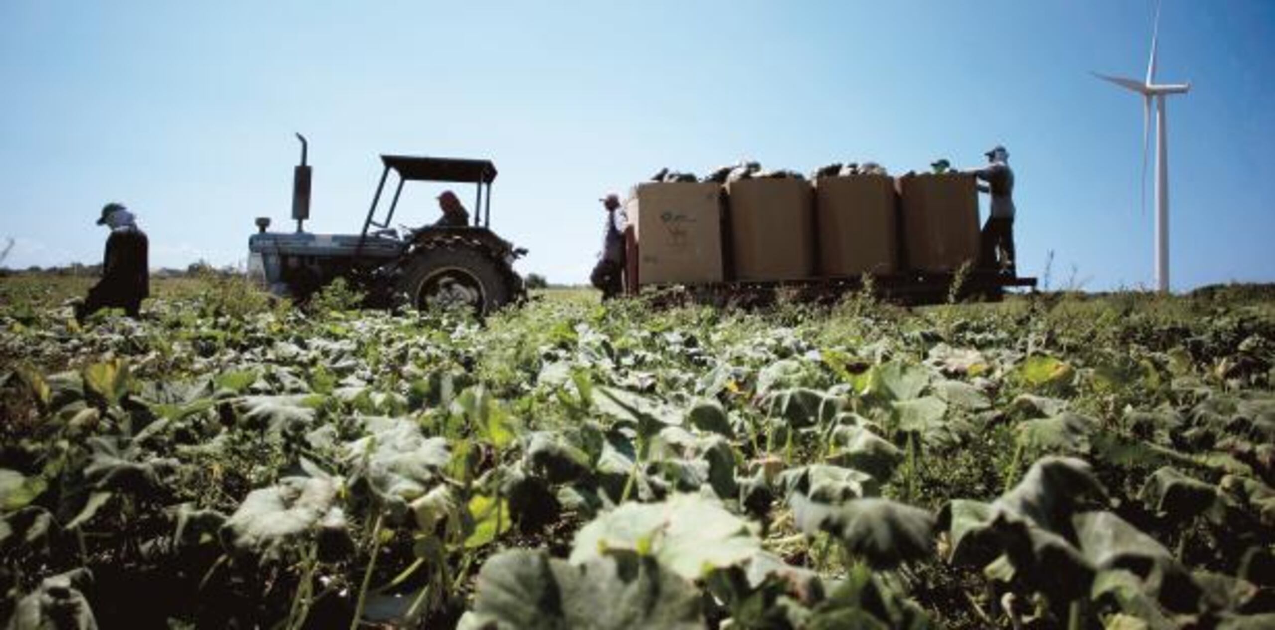 Legisladores del PPD denunciaron que la administración Rosselló decidió abandonar una de las herramientas equitativas importantes para asistir en el sostenimiento de 20,000 empleos del sector agrícola, en 21 municipios, principalmente del este, la zona central. (Archivo)