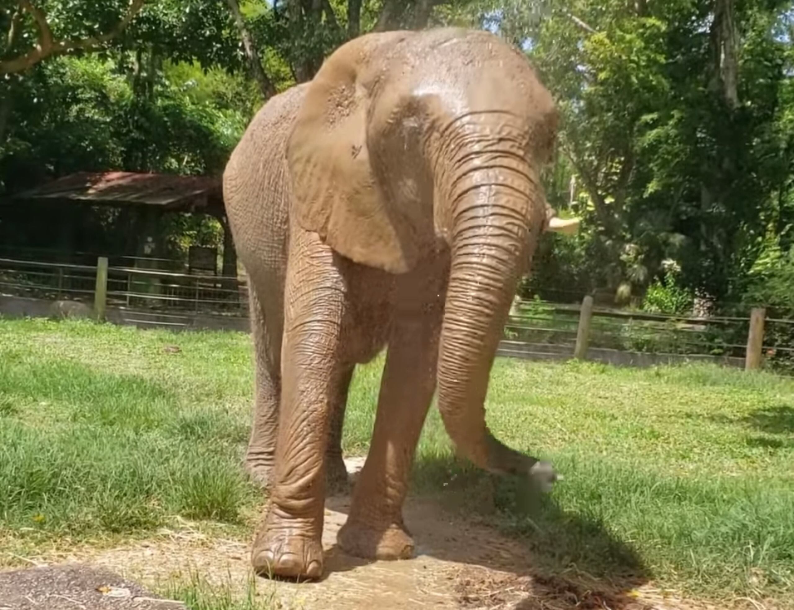 Mundi está lucía en su nuevo hogar, donde comienza a conectar con su esencia silvestre y se adapta a un espacio más libre.