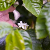 Olorosa transformación del cafetal