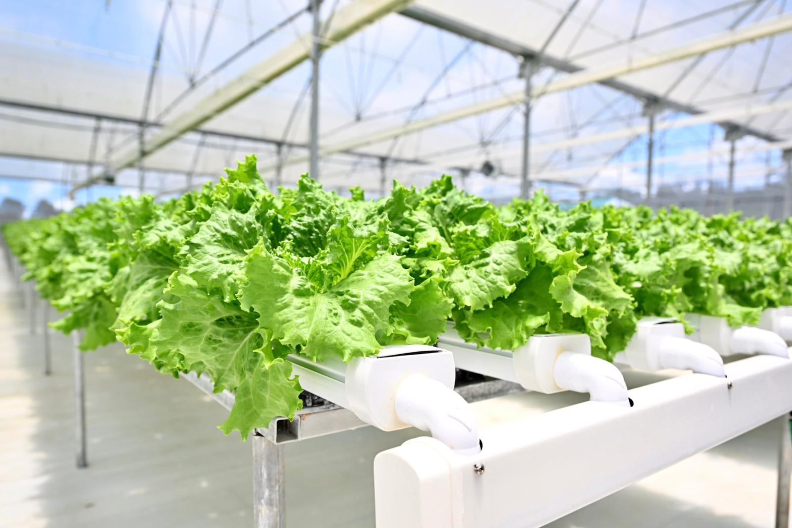 Lechuga producida por Productos Cartinami, en Lares.