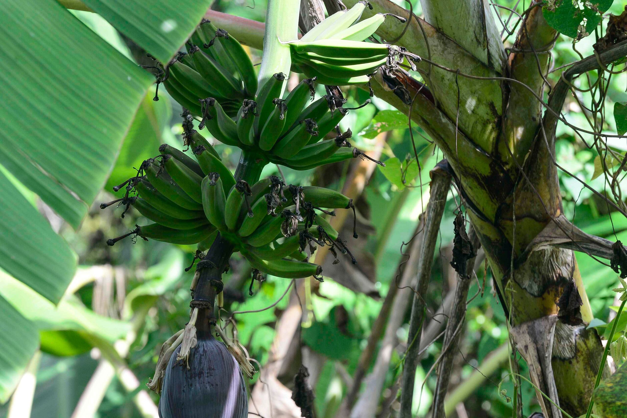 El hongo Fusarium Oxysporum Raza 4 Tropical es una enfermedad que afecta a plantaciones de plátanos y guineos. (GFR Media)