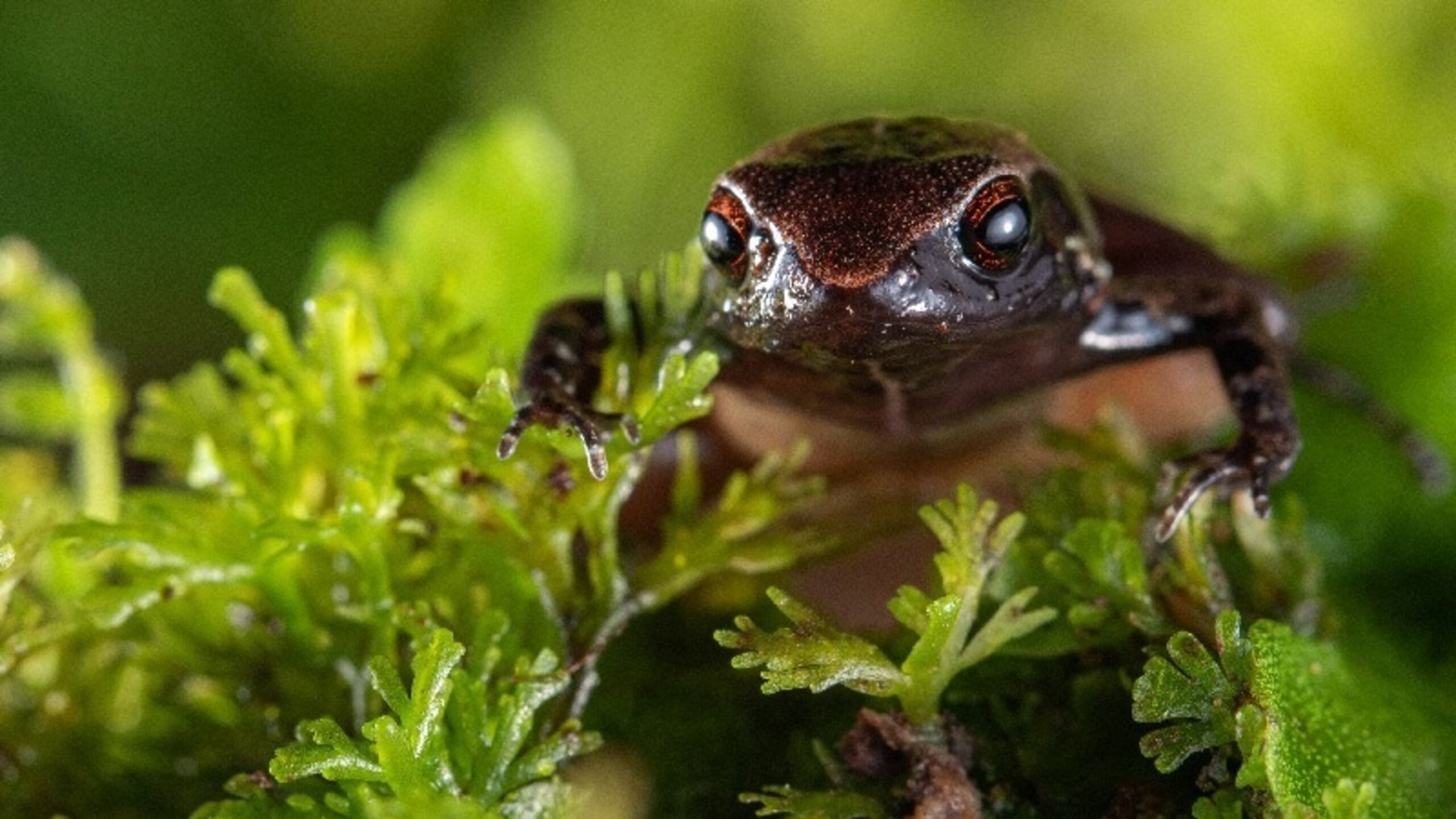 Fotografía cedida hoy por el Ministerio del Ambiente de Ecuador que muestra un ejemplar de la nueva especie descubierta en el país, denominada rana noble de Mindo (Noblella mindo).