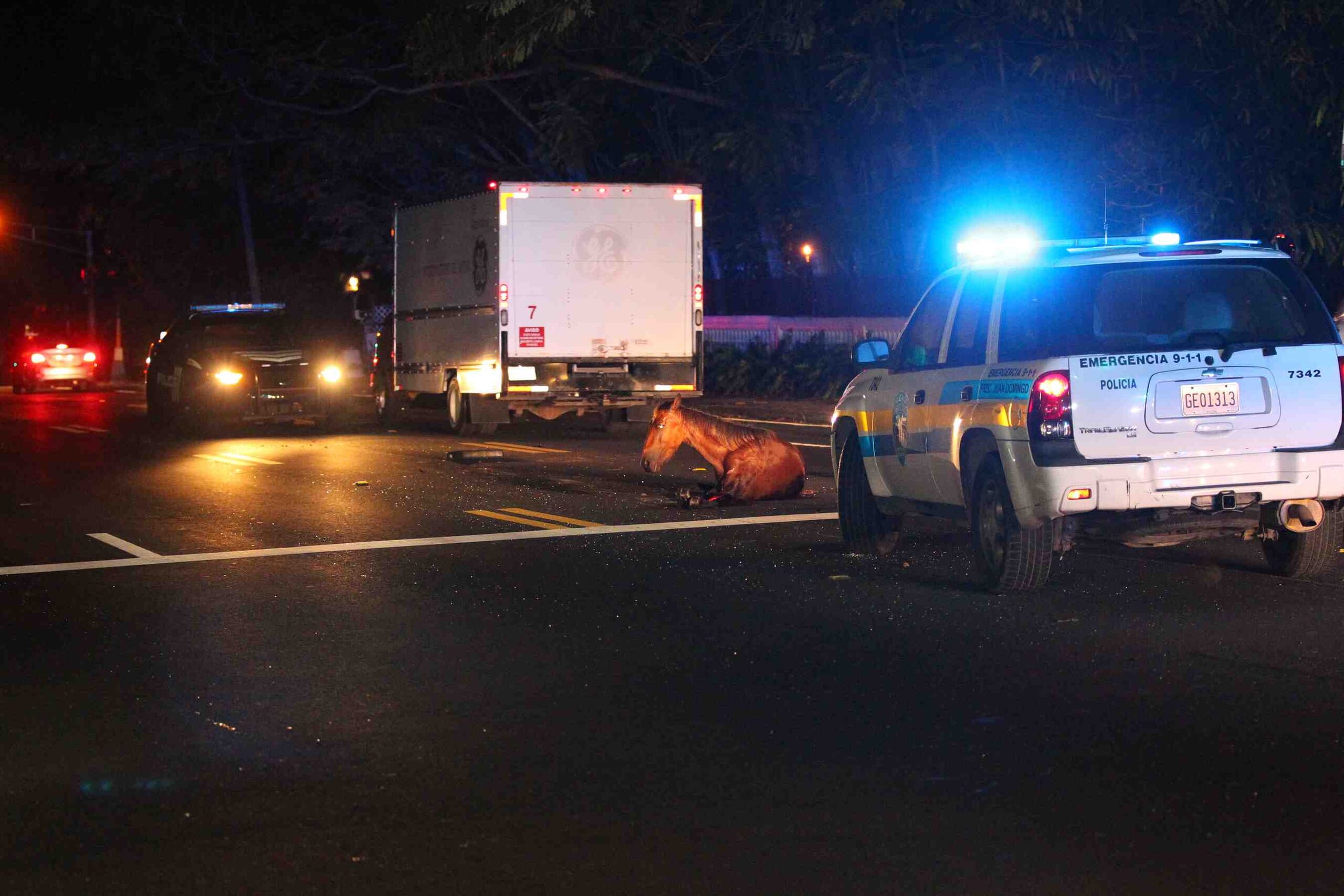 El equino fue golpeado por un auto.