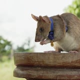 Se jubila Magawa: una rata que estuvo cinco años olfateando minas sin detonar en Camboya
